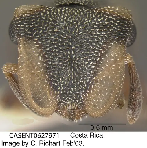 Cephalotes scutulatus specimen CASENT0627971 image casent0627971_2