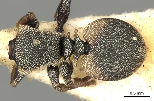 Cephalotes scutulatus specimen CASENT0900233 image casent0900233_1