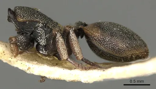 Cephalotes scutulatus specimen CASENT0900233 image casent0900233_2