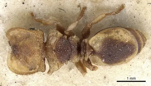 Cephalotes scutulatus specimen CASENT0901460 image casent0901460_1