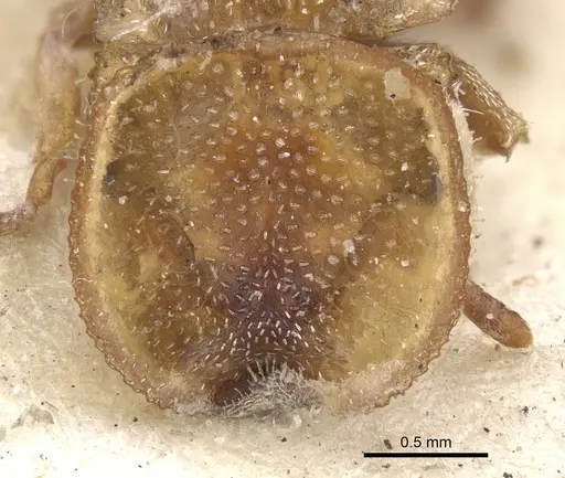 Cephalotes scutulatus specimen CASENT0901460 image casent0901460_2
