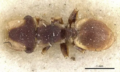 Cephalotes scutulatus specimen CASENT0901463 image casent0901463_1