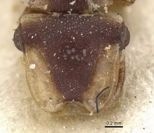 Cephalotes scutulatus specimen CASENT0901463 image casent0901463_2