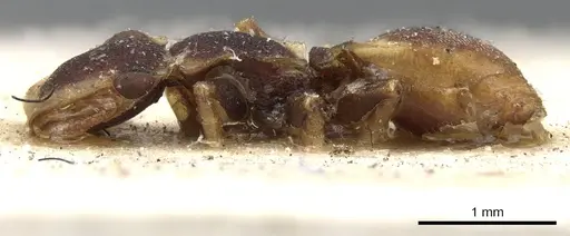 Cephalotes scutulatus specimen CASENT0901463 image casent0901463_3