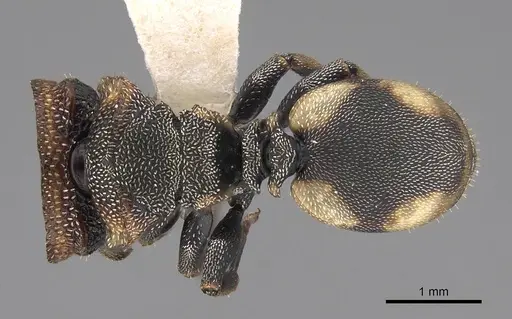 Cephalotes scutulatus specimen CASENT0922548 image casent0922548_1