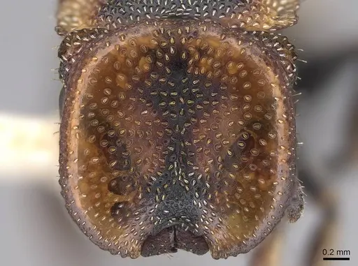Cephalotes scutulatus specimen CASENT0922548 image casent0922548_2