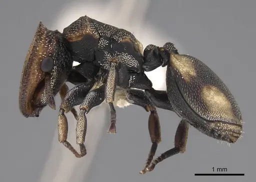 Cephalotes scutulatus specimen CASENT0922548 image casent0922548_3