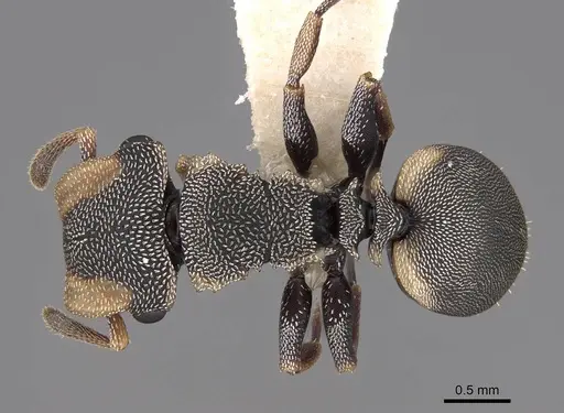 Cephalotes scutulatus specimen CASENT0922549 image casent0922549_1