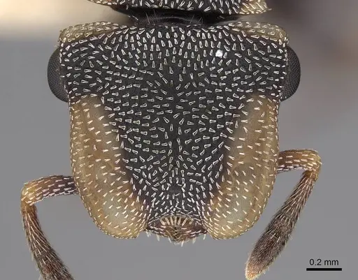 Cephalotes scutulatus specimen CASENT0922549 image casent0922549_2
