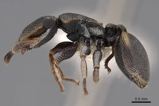 Cephalotes scutulatus specimen CASENT0922549 image casent0922549_3