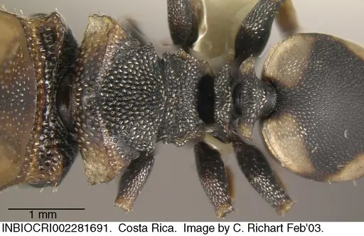 Cephalotes scutulatus specimen INBIOCRI002281691 image inbiocri002281691_1