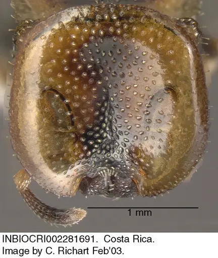 Cephalotes scutulatus specimen INBIOCRI002281691 image inbiocri002281691_2