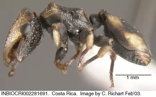 Cephalotes scutulatus specimen INBIOCRI002281691 image inbiocri002281691_3