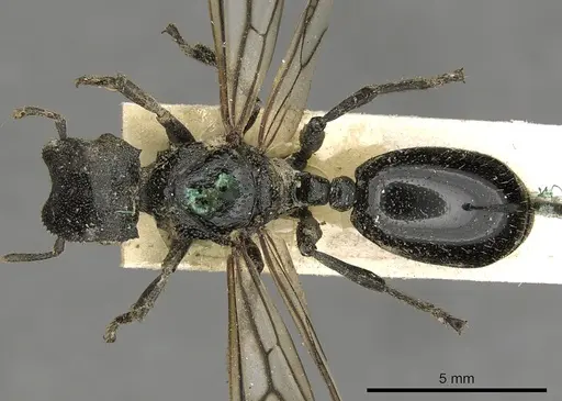 Cephalotes serraticeps specimen CASENT0900230 image casent0900230_1