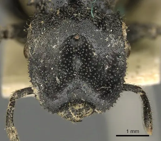 Cephalotes serraticeps specimen CASENT0900230 image casent0900230_2