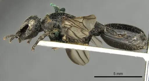Cephalotes serraticeps specimen CASENT0900230 image casent0900230_3