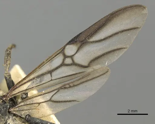 Cephalotes serraticeps specimen CASENT0900230 image casent0900230_4
