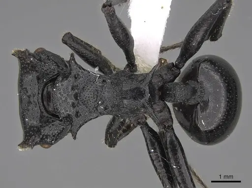 Cephalotes serraticeps specimen CASENT0922509 image casent0922509_1