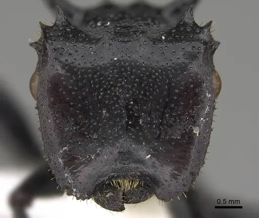 Cephalotes serraticeps specimen CASENT0922509 image casent0922509_2