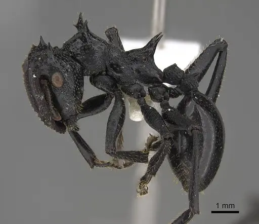 Cephalotes serraticeps specimen CASENT0922509 image casent0922509_3