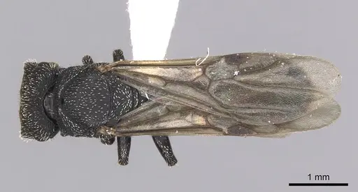 Cephalotes setulifer specimen CASENT0627974 image casent0627974_1