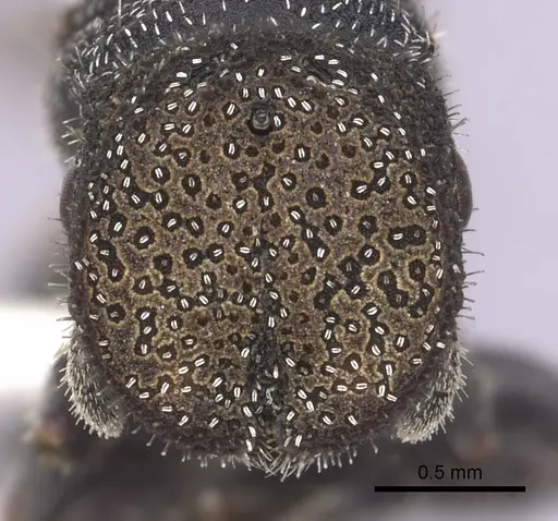Cephalotes setulifer specimen CASENT0627974 image casent0627974_2
