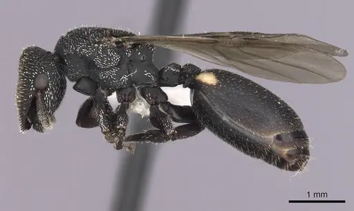 Cephalotes setulifer specimen CASENT0627974 image casent0627974_3