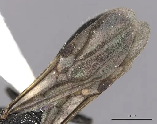 Cephalotes setulifer specimen CASENT0627974 image casent0627974_4