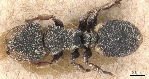 Cephalotes setulifer specimen CASENT0904926 image casent0904926_1
