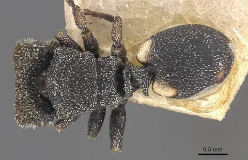 Cephalotes setulifer specimen CASENT0909296 image casent0909296_1