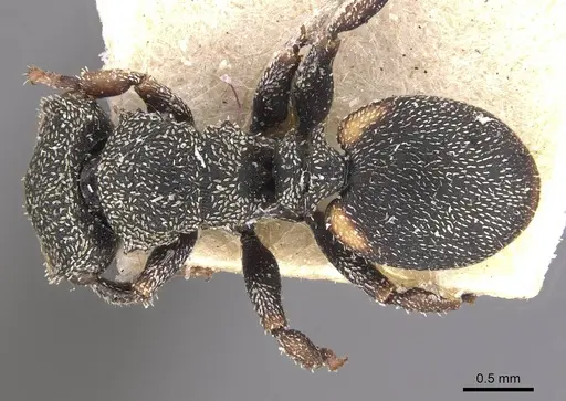 Cephalotes setulifer specimen CASENT0909297 image casent0909297_1