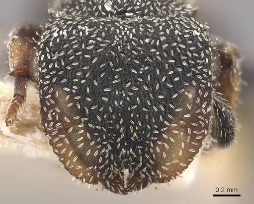 Cephalotes setulifer specimen CASENT0909297 image casent0909297_2