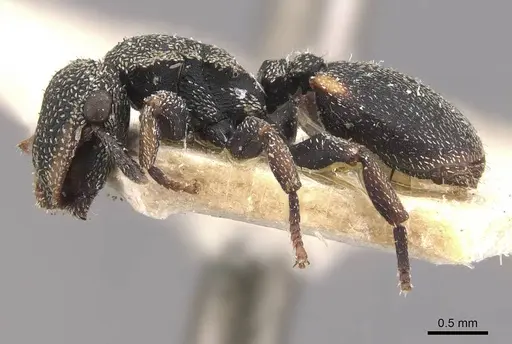 Cephalotes setulifer specimen CASENT0909297 image casent0909297_3