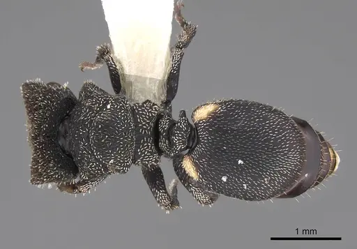 Cephalotes setulifer specimen CASENT0922524 image casent0922524_1