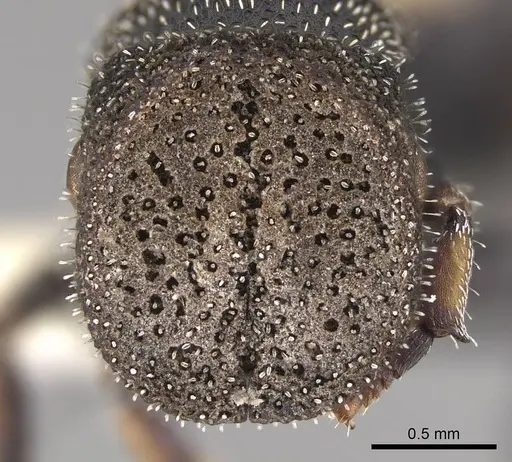 Cephalotes setulifer specimen CASENT0922524 image casent0922524_2