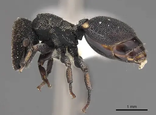 Cephalotes setulifer specimen CASENT0922524 image casent0922524_3