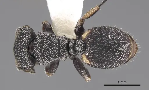 Cephalotes setulifer specimen CASENT0922525 image casent0922525_1