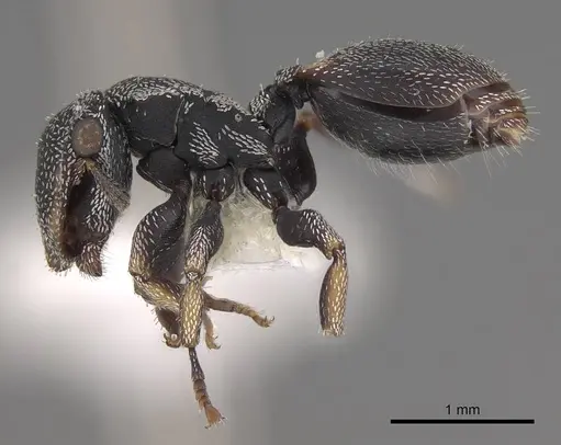 Cephalotes setulifer specimen CASENT0922525 image casent0922525_3
