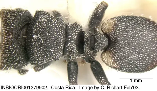 Cephalotes setulifer specimen INBIOCRI001279902 image inbiocri001279902_1