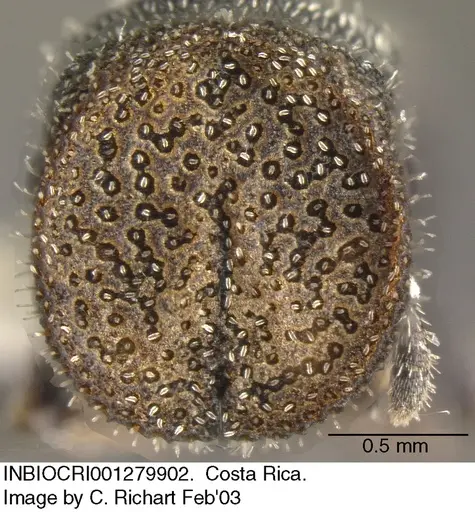 Cephalotes setulifer specimen INBIOCRI001279902 image inbiocri001279902_2