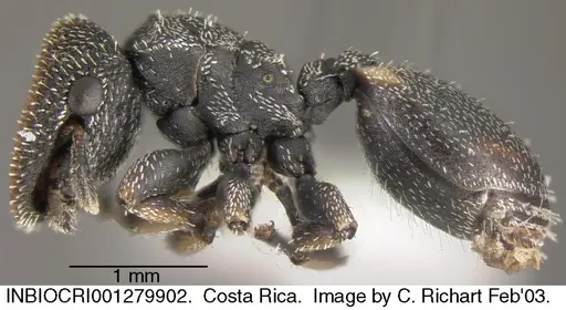 Cephalotes setulifer specimen INBIOCRI001279902 image inbiocri001279902_3