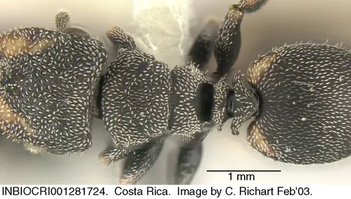 Cephalotes setulifer specimen INBIOCRI001281724 image inbiocri001281724_1