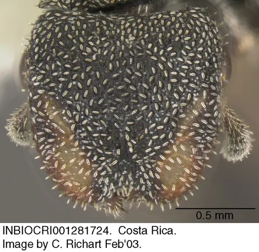 Cephalotes setulifer specimen INBIOCRI001281724 image inbiocri001281724_2