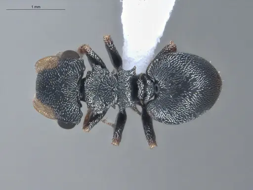 Cephalotes simillimus specimen ECOFOG-BUG-0494-03 image ecofog-bug-0494-03_1