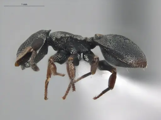 Cephalotes simillimus specimen ECOFOG-BUG-0494-03 image ecofog-bug-0494-03_3
