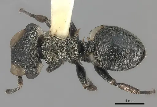 Cephalotes spinosus specimen CASENT0217844 image casent0217844_1