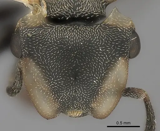 Cephalotes spinosus specimen CASENT0217844 image casent0217844_2