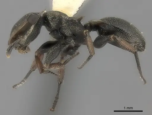 Cephalotes spinosus specimen CASENT0217844 image casent0217844_3