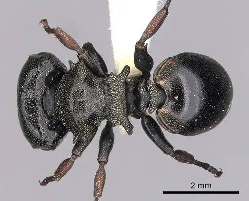 Cephalotes spinosus specimen CASENT0627976 image casent0627976_1