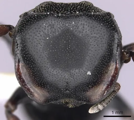 Cephalotes spinosus specimen CASENT0627976 image casent0627976_2